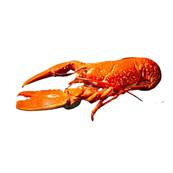 IQF WHOLE COOKED LOBSTER IN NET 400/450G 454KG