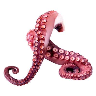 BABY OCTOPUS 20/40 800GM