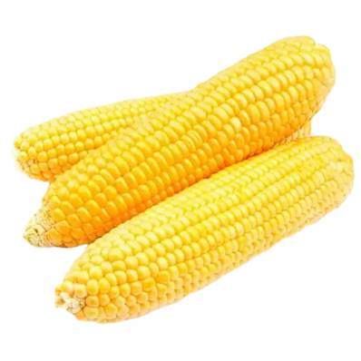 CORN ON THE COB 24 X 2 EARS